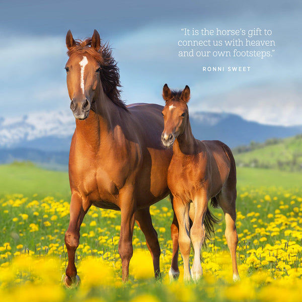 The Love Of A Horse 2026 Calendar Internal Image
