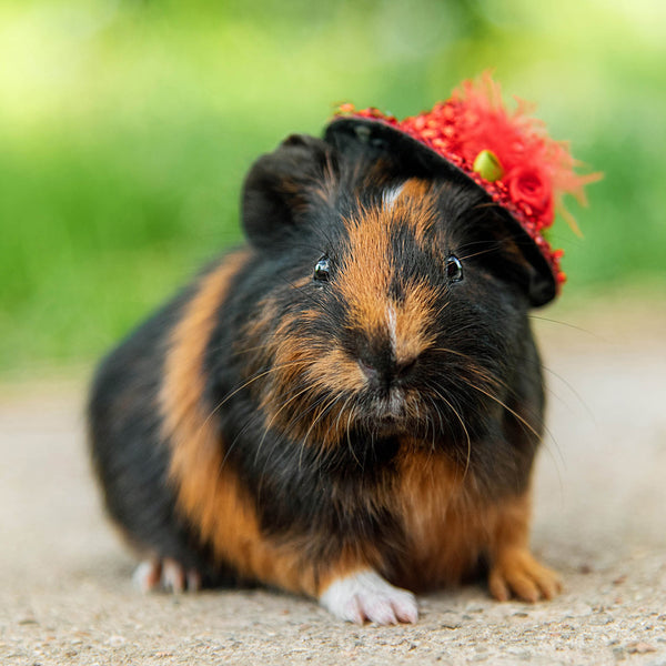 This Little Piggy 2026 Calendar Internal Image