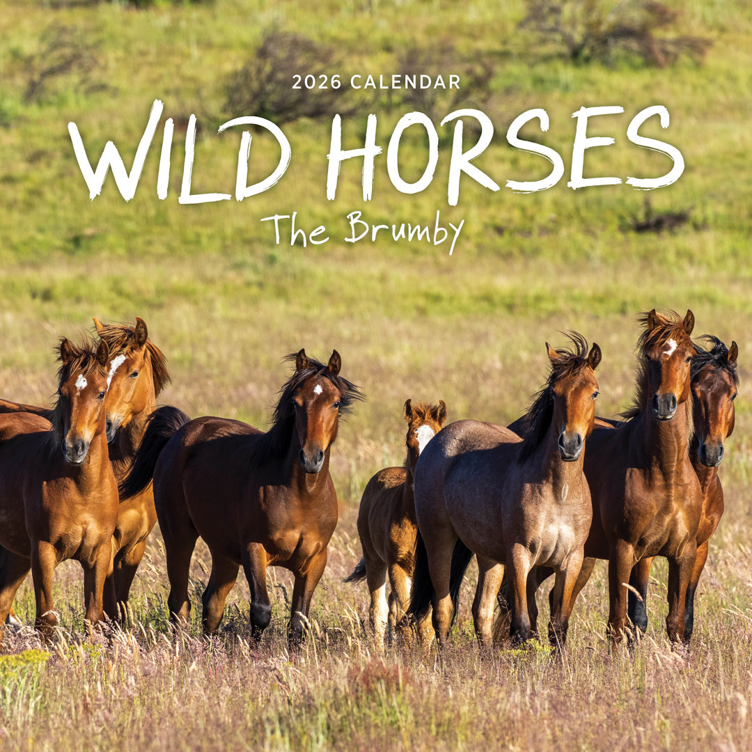 Our Australia Wild Horses 2026 Calendar Cover
