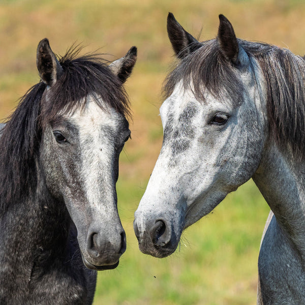 Our Australia Wild Horses 2026 Calendar Internal Image