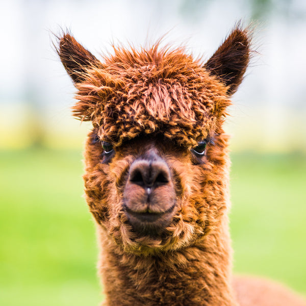 Alpacas Calendar 2027