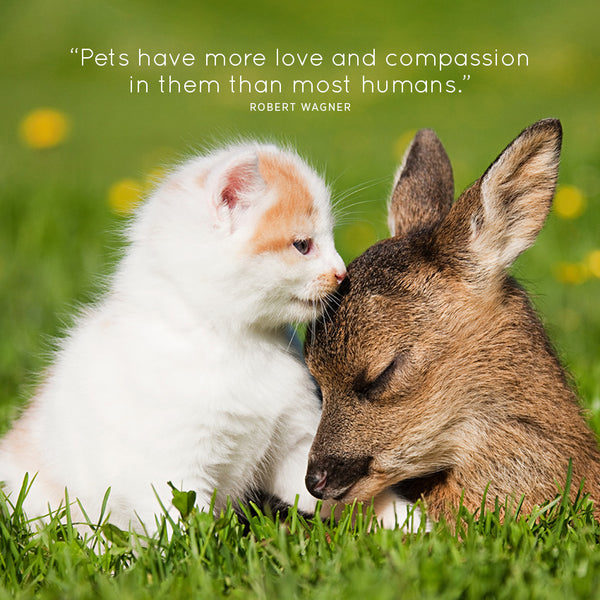 Animal Friends Calendar 2027
