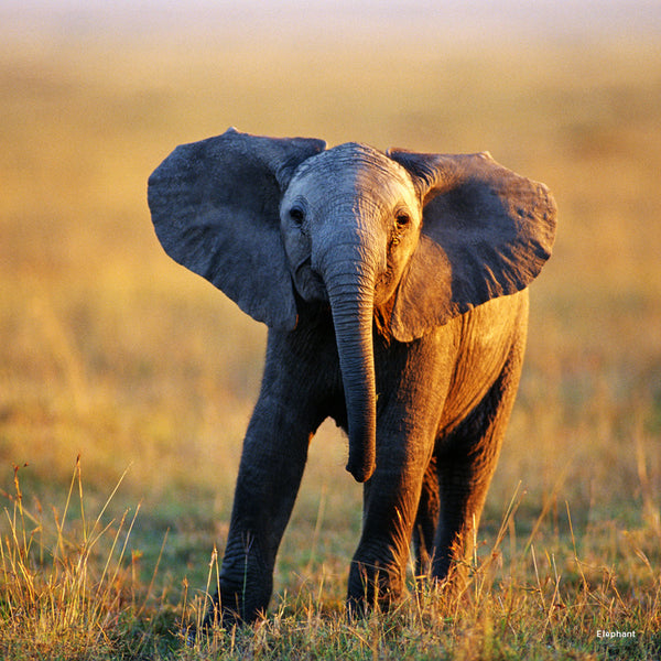 Baby Animals Calendar 2027