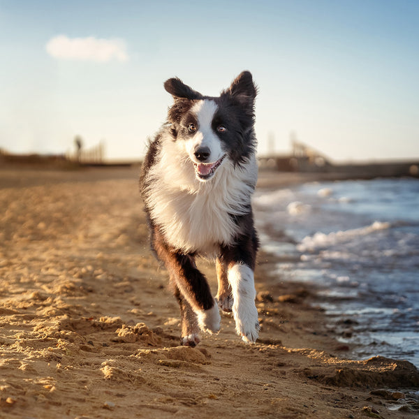 Border Collies Calendar 2027