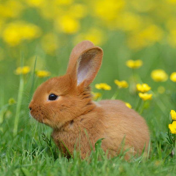 Bunnies Calendar 2027