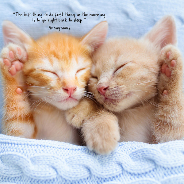 Cat Naps Calendar 2027