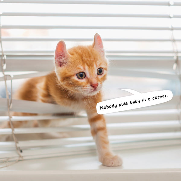 Cat Crimes Calendar 2027