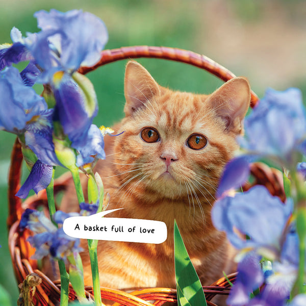 Cats in Small Places Calendar 2027