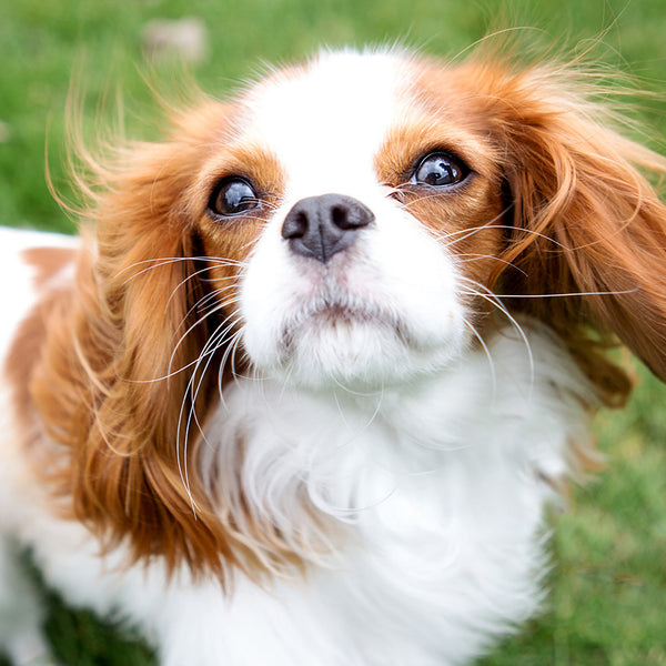 Cavalier King Charles Spaniels Calendar 2027