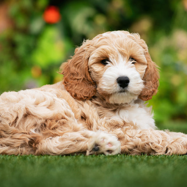 Cavoodle Calendar 2027