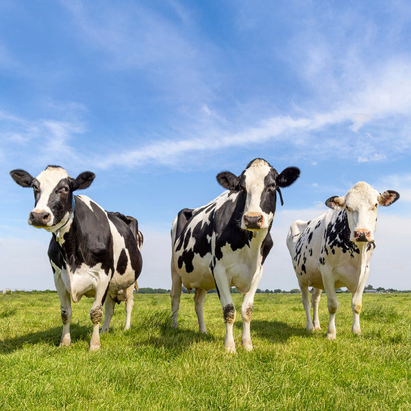 Classic Cows Calendar 2027