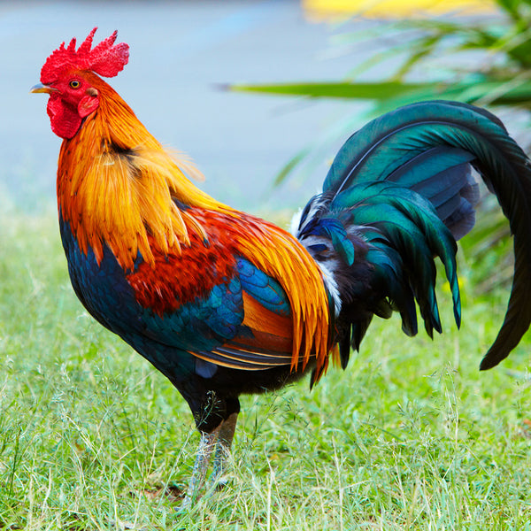 Colourful Chicks Calendar 2027