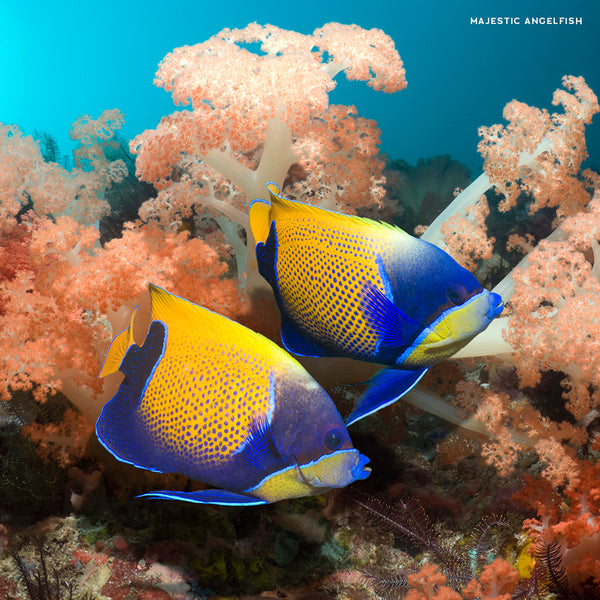 Colourful Ocean Animals Calendar 2027