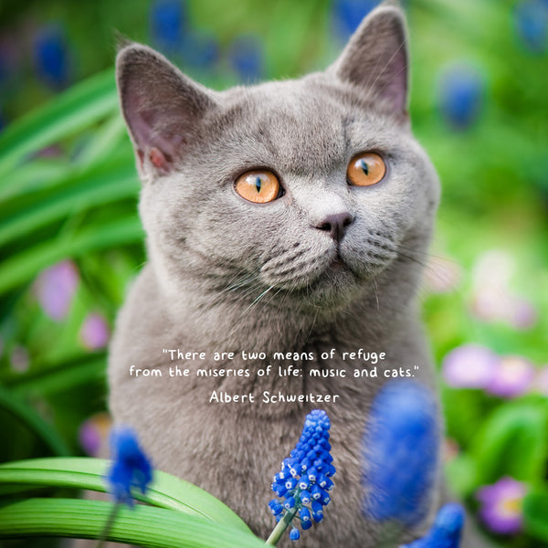 Cute Cats Calendar 2027