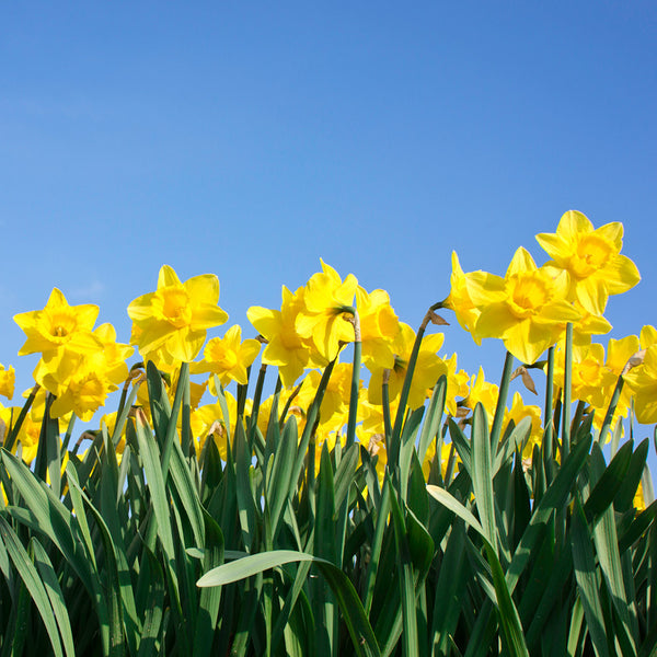 Daffodils The Cancer Council Calendar 2027