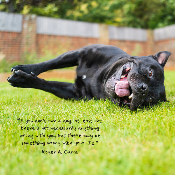 Dogs Life Calendar 2027