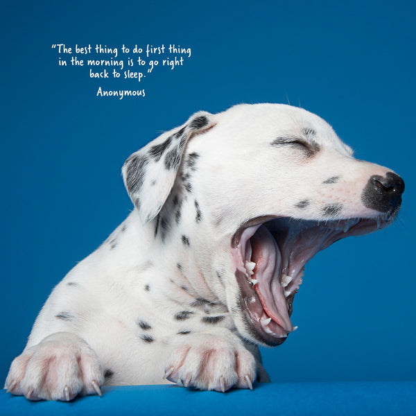 Dogs Yawning Calendar 2027