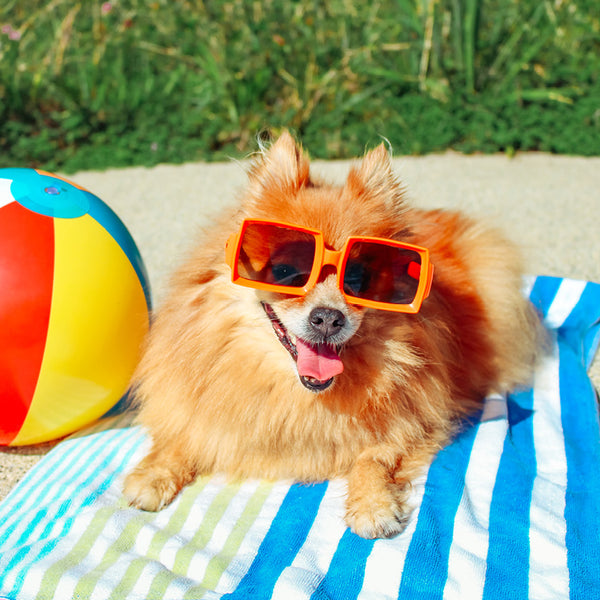 Dogs on Vacation Calendar 2027