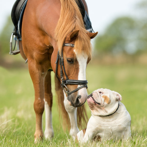Farm Dogs Calendar 2027