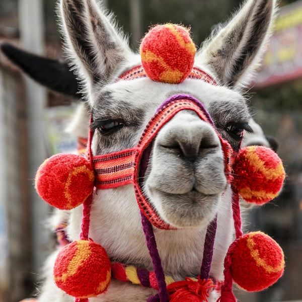 Fashion Llama Calendar 2027