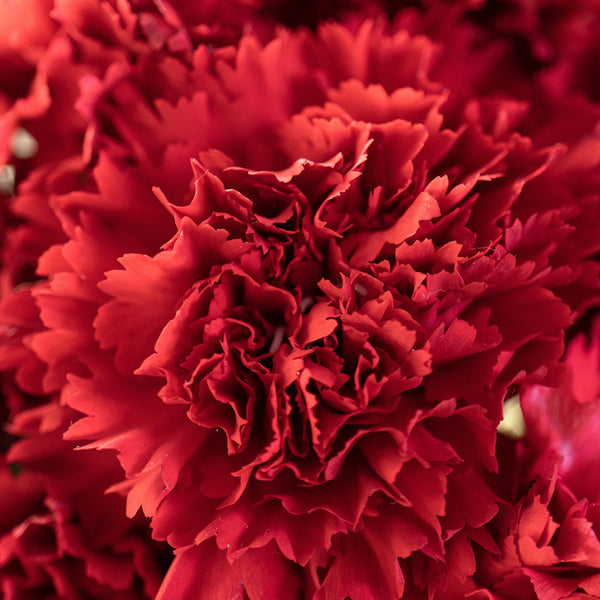 Flower Of The Month Calendar 2027