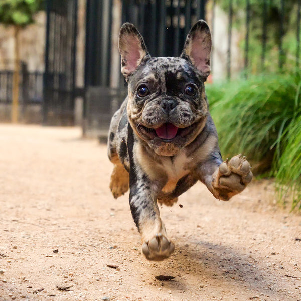 French Bulldogs Calendar 2027