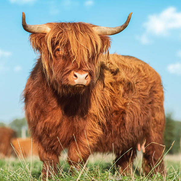 Highland Cows Calendar 2027