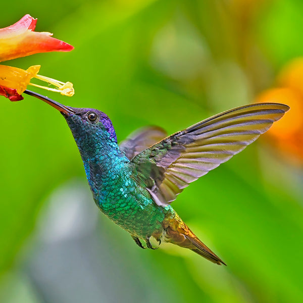Hummingbirds Calendar 2027
