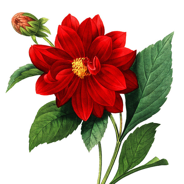 Illustrated Botanicals Calendar 2027