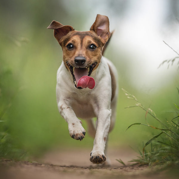 Jack Russell Terrier Calendar 2027