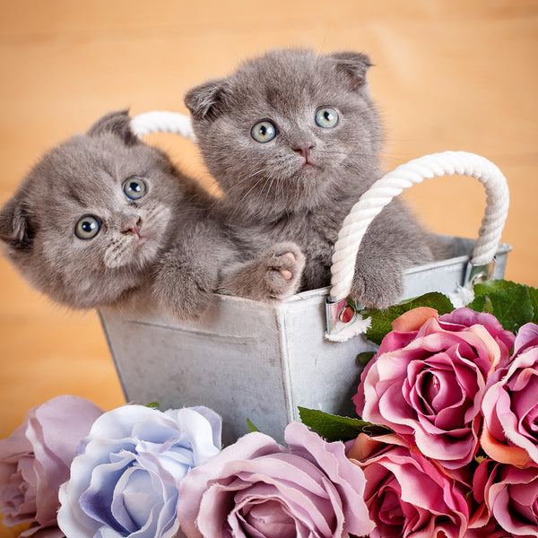 Kittens Calendar 2027