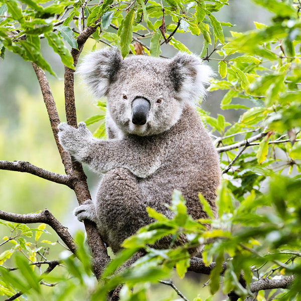 Koalas Calendar 2027