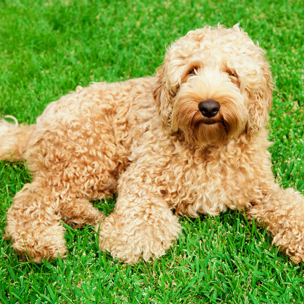 Labradoodles Calendar 2027