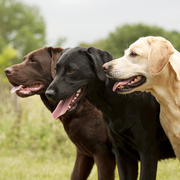 Labrador Retrievers Calendar 2027