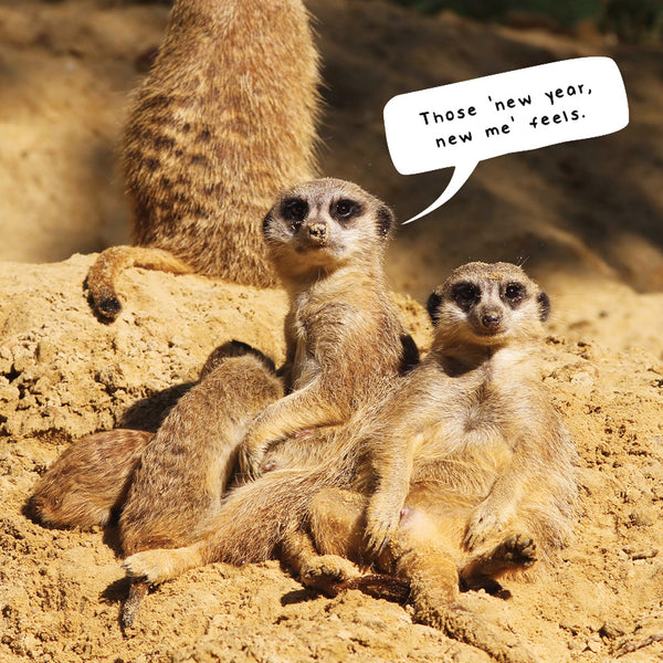 Meerkats Calendar 2027
