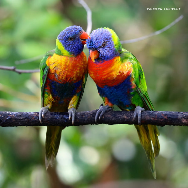 Our Australia Exotic Birds Calendar 2027