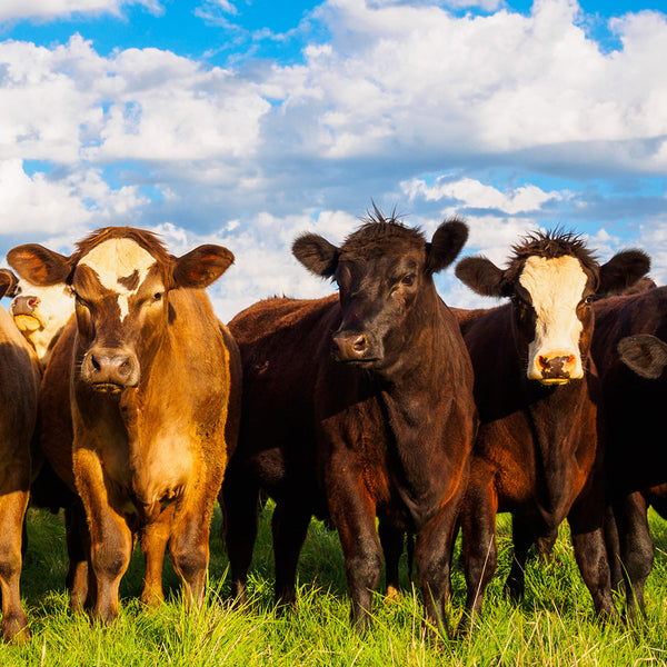 Our Australia Farm Animals Calendar 2027