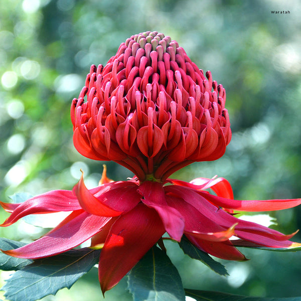 Our Australia Flowers Calendar 2027