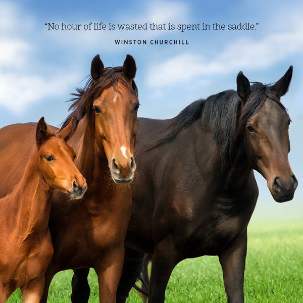 Our Australia Horses at Home Calendar 2027