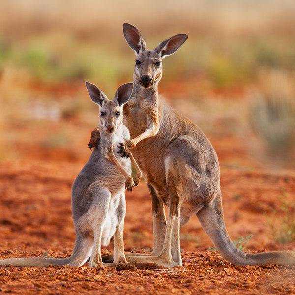 Our Australia Native Animals Calendar 2027