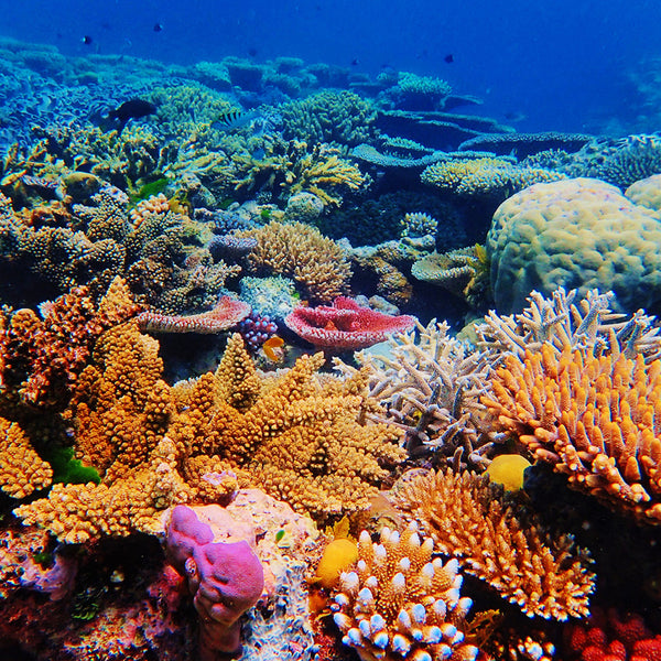 Our Australia Reefs Above & Below Calendar 2027