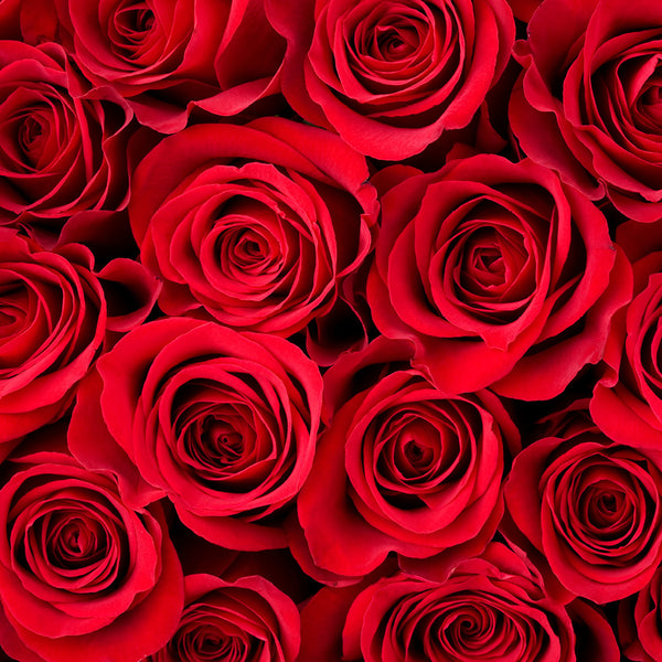 Our Australia Roses Calendar 2027