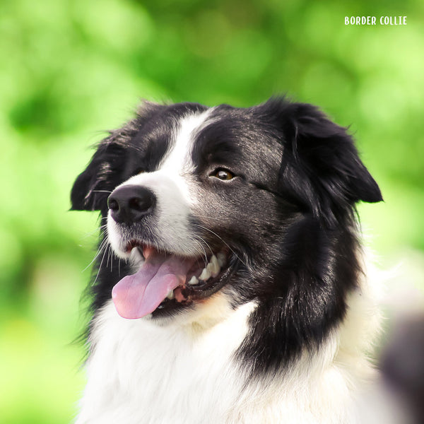 Our Australia Working Dogs Calendar 2027