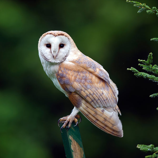 Owls Calendar 2027
