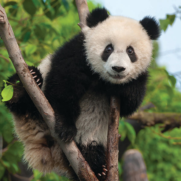 Pandas Calendar 2027