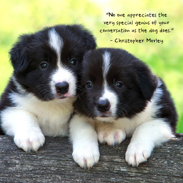 Puppies Calendar 2027