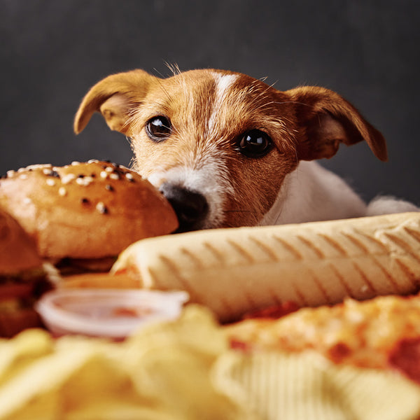 Puppies in a Pickle Calendar 2027