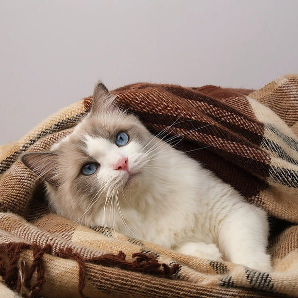 Ragdolls Calendar 2027