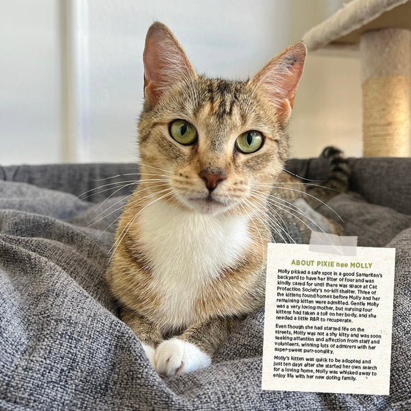 Rescue Cats Calendar 2027