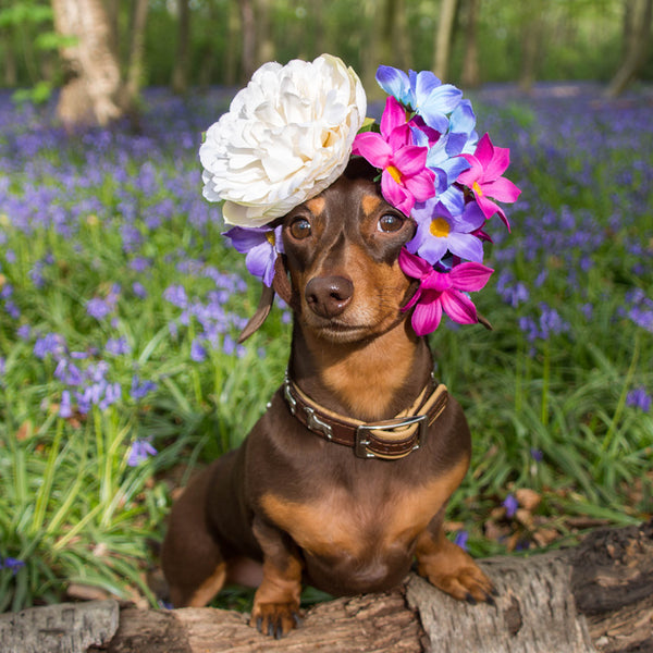 Sausage Dogs Calendar 2027
